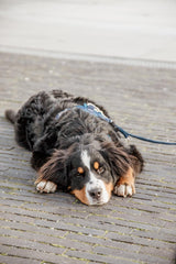 Kentucky Horsewear Dog Lead Velvet
