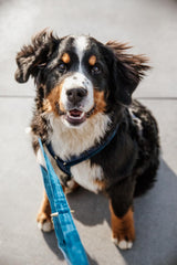 Kentucky Horsewear Dog Lead Velvet