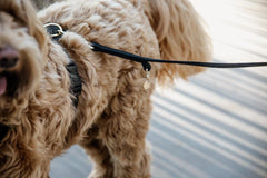 Kentucky Horsewear Dog Lead Velvet