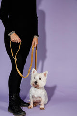 Kentucky Horsewear Dog Lead Velvet