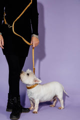 Kentucky Horsewear Dog Lead Velvet