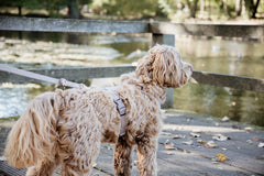 Kentucky Horsewear Dog Lead Velvet