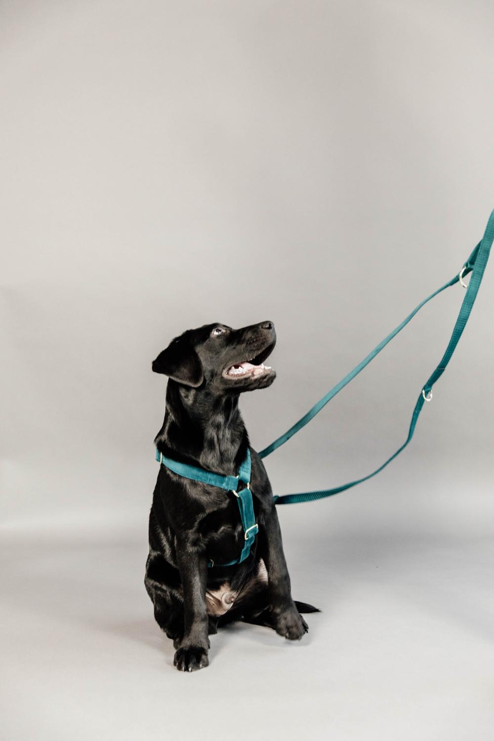 Kentucky Horsewear Dog Lead Velvet