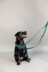 Kentucky Horsewear Dog Lead Velvet