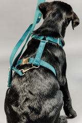 Kentucky Horsewear Dog Lead Velvet