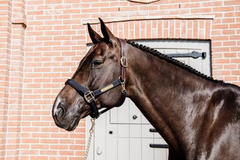 Kentucky Horsewear Nylon Anatomic Halter