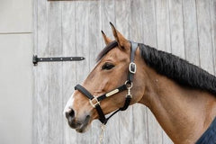 Kentucky Horsewear Nylon Anatomic Halter