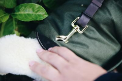 Kentucky Horsewear Dog Coat Waterproof 300g