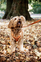 Kentucky Horsewear Dog Lead Velvet