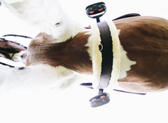 Kentucky Horsewear Sheepskin Girth