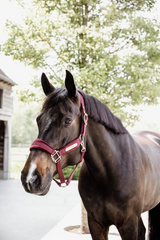 Kentucky Horsewear Velvet Halter