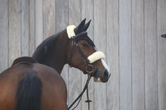 Kentucky Horsewear Fly veil