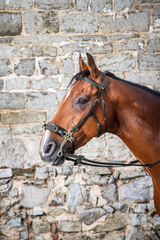 Dy'on D Collection Hackamore Bridle