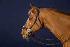 Dy'on D Collection Hackamore Bridle