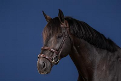 Dy'on US Jumping Collection Double Noseband Bridle