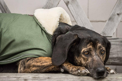 Kentucky Horsewear Dog Coat Waterproof 300g