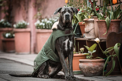 Kentucky Horsewear Dog Coat Waterproof 300g