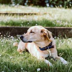 Kentucky Horsewear Plaited Nylon Dog Collar
