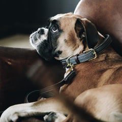 Kentucky Horsewear Plaited Nylon Dog Collar