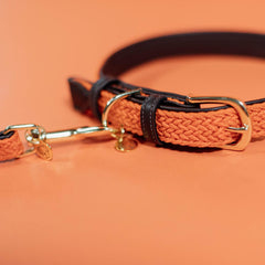 Kentucky Horsewear Plaited Nylon Dog Collar