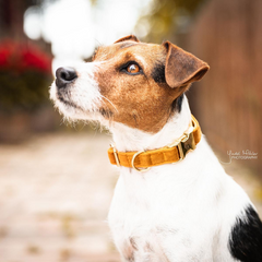 Kentucky Horsewear Dog Collar Velvet