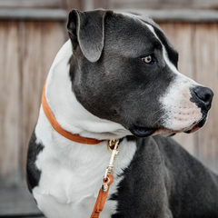 Kentucky Horsewear Dog Collar Velvet