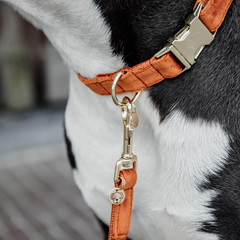 Kentucky Horsewear Dog Collar Velvet