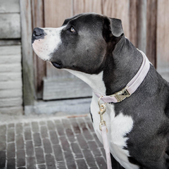 Kentucky Horsewear Dog Collar Velvet