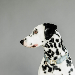 Kentucky Horsewear Dog Collar Velvet