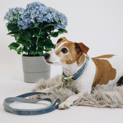 Kentucky Horsewear Dog Collar Velvet