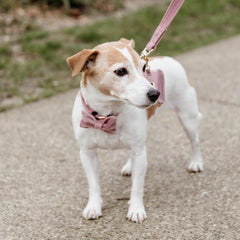 Kentucky Horsewear Dog Leash Velvet 120 cm