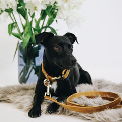 Kentucky Horsewear Dog Leash Velvet 120 cm