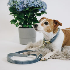 Kentucky Horsewear Dog Leash Velvet 120 cm