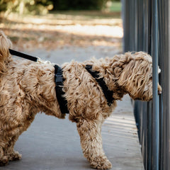 Kentucky Horsewear Dog Harness Active Velvet