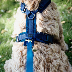Kentucky Horsewear Dog Harness Active Velvet