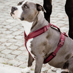 Kentucky Horsewear Dog Harness Active Velvet