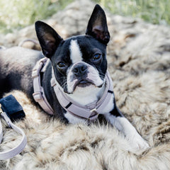 Kentucky Horsewear Dog Harness Active Velvet