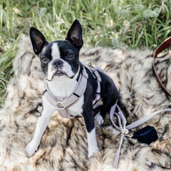 Kentucky Horsewear Dog Harness Active Velvet
