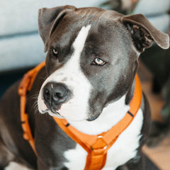 Kentucky Horsewear Dog Harness Active Velvet