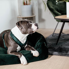 Kentucky Horsewear Dog Harness Active Velvet