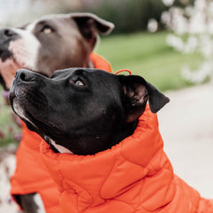 Kentucky Horsewear Dog Coat Winter Pina