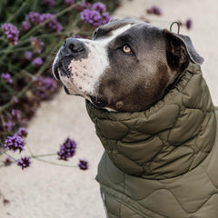 Kentucky Horsewear Dog Coat Winter Pina