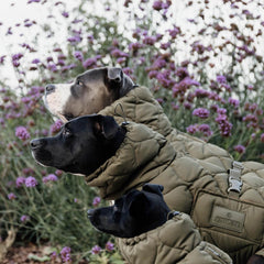 Kentucky Horsewear Dog Coat Winter Pina