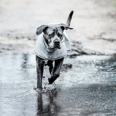 Kentucky Horsewear Dog Raincoat