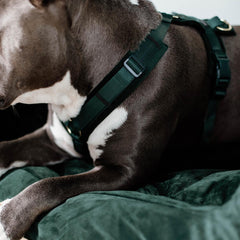 Kentucky Horsewear Dog Harness Active Velvet
