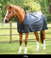 PEI 100g Horse Rug Liner