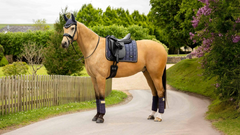 Lemieux Loire Classic Dressage Square SS25