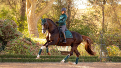 Lemieux Loire Classic Dressage Square
