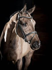 LeMieux Arika Flash Bridle