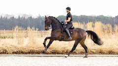 Lemieux Puissance Suede Dressage Square